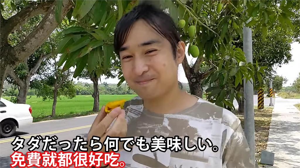 吃不用錢?台南隨地就有野生芒果撿 日本男星讚:免費的最好吃