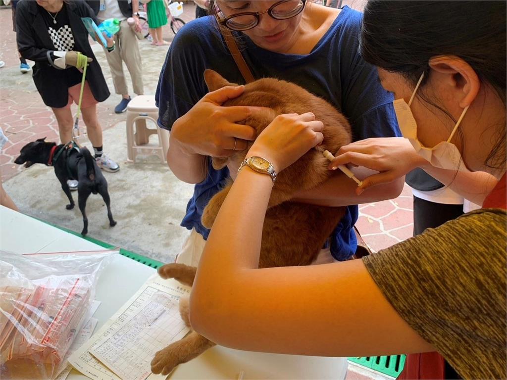 快新聞／貓狗主人快看！明年起強制要求寵物登記、植入晶片　罰款金額曝光