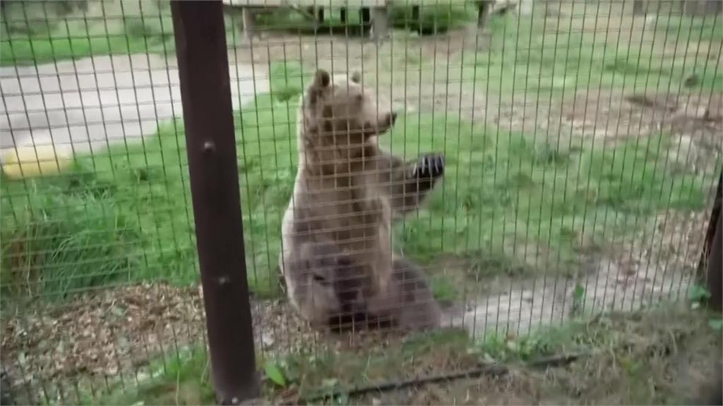 英國棕熊「水腦症」長期癲癇　動物園找專業團隊動「熊腦手術」