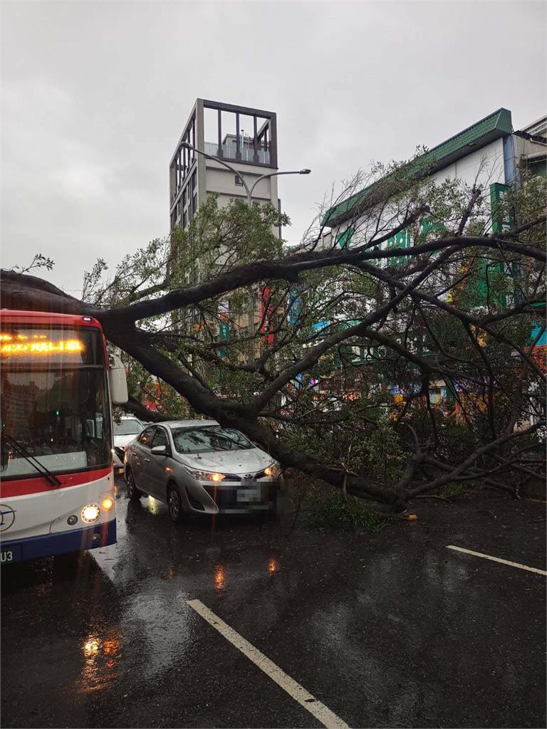 快新聞／北市士林區路樹倒塌！ 攔腰折斷壓在公車上驚悚畫面曝