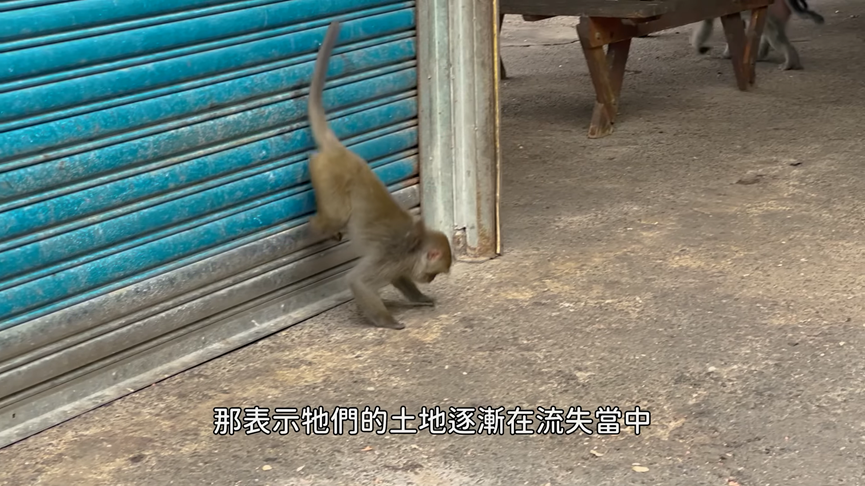 遊台南獼猴保護區!網紅得知當地生態實況意外落淚 網驚:大受震撼