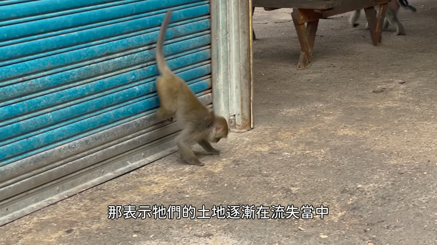 遊台南獼猴保護區！網紅得知當地生態實況意外落淚　網驚：大受震撼