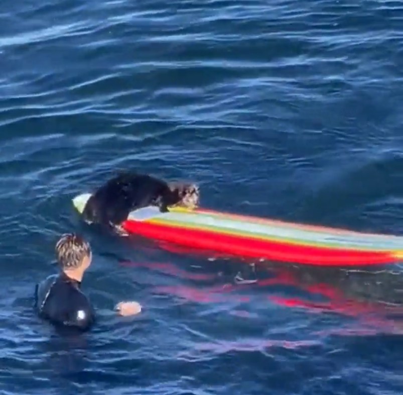 加州惡霸海獺「搶衝浪板」騷擾遊客！抓也抓不到　背後原因曝光