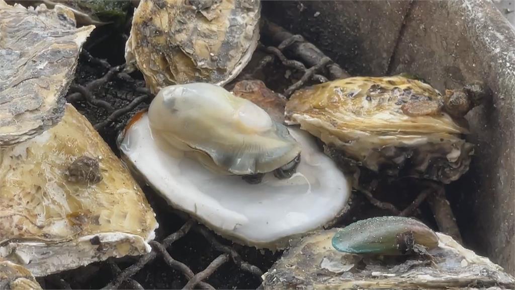 嘉義東石「牛奶蚵」遠近馳名　吃到飽餐廳形成烤蚵一條街帶動觀光