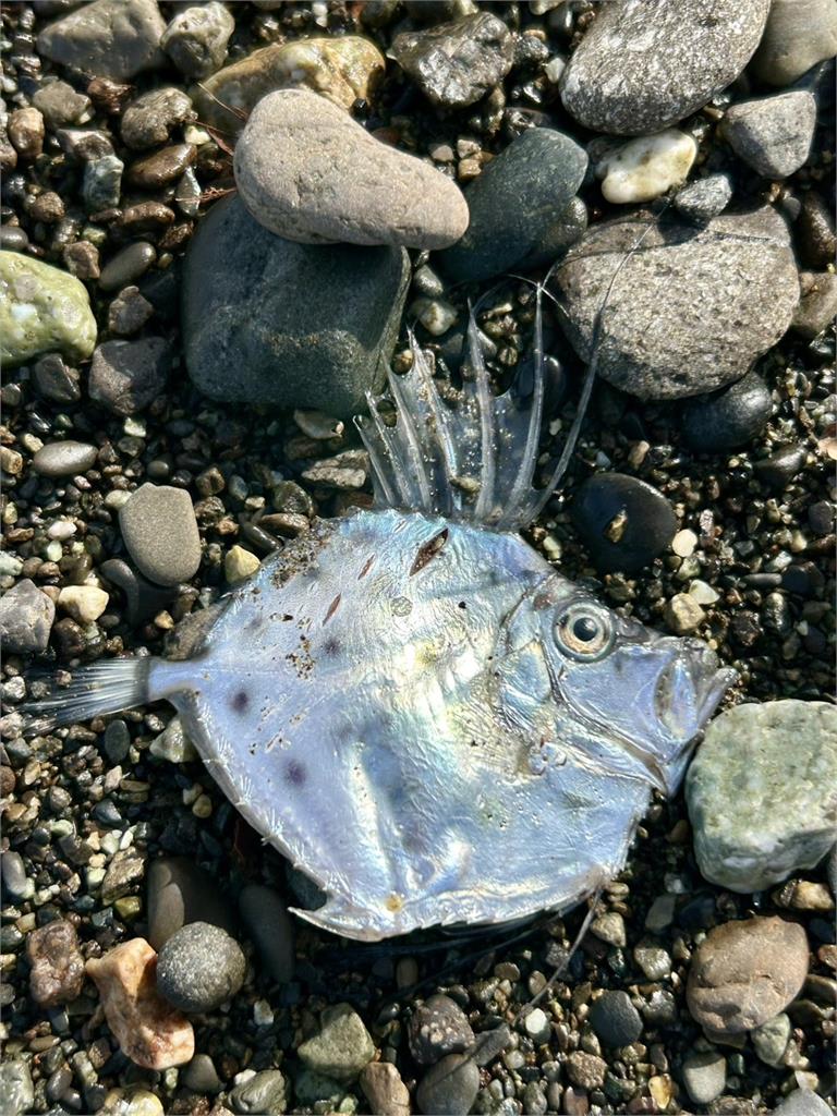 大地震前兆？日本海邊驚見「兇猛獠牙怪魚」畫面曝光…專家解答了