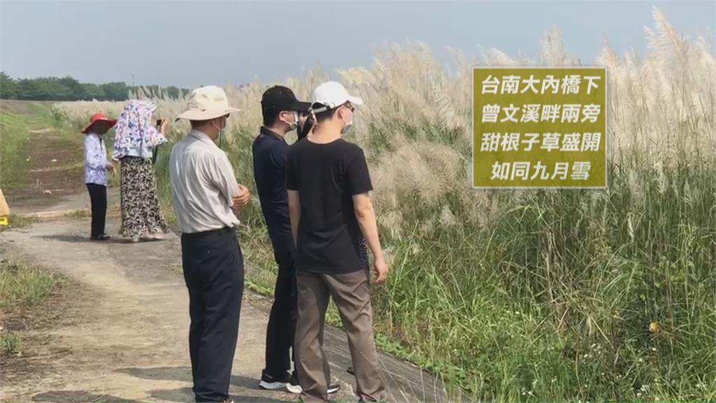 曾文溪畔9月秋雪美如畫 台南大內橋甜根子草盛開