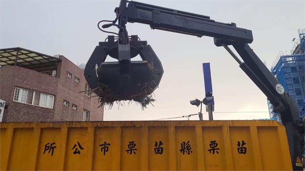 苗栗50年南洋杉被強風吹倒 民眾路過差點被壓!