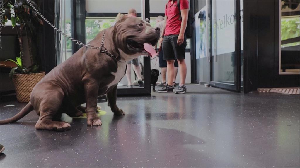 巴哥犬、法鬥扁臉影響健康　荷蘭擬修法禁飼養