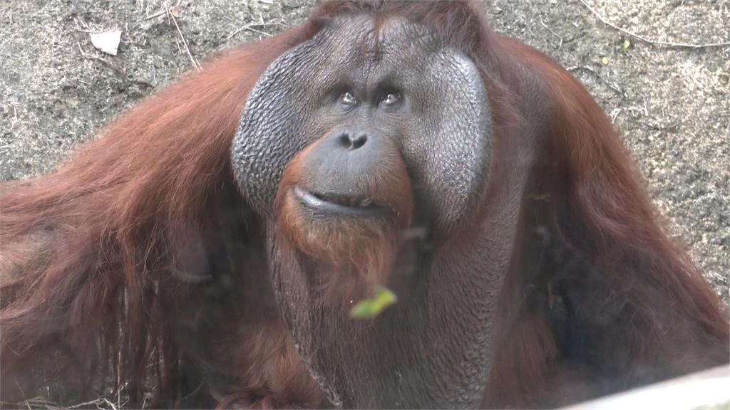 開園來最大規模整修　壽山動物園重啟亮相