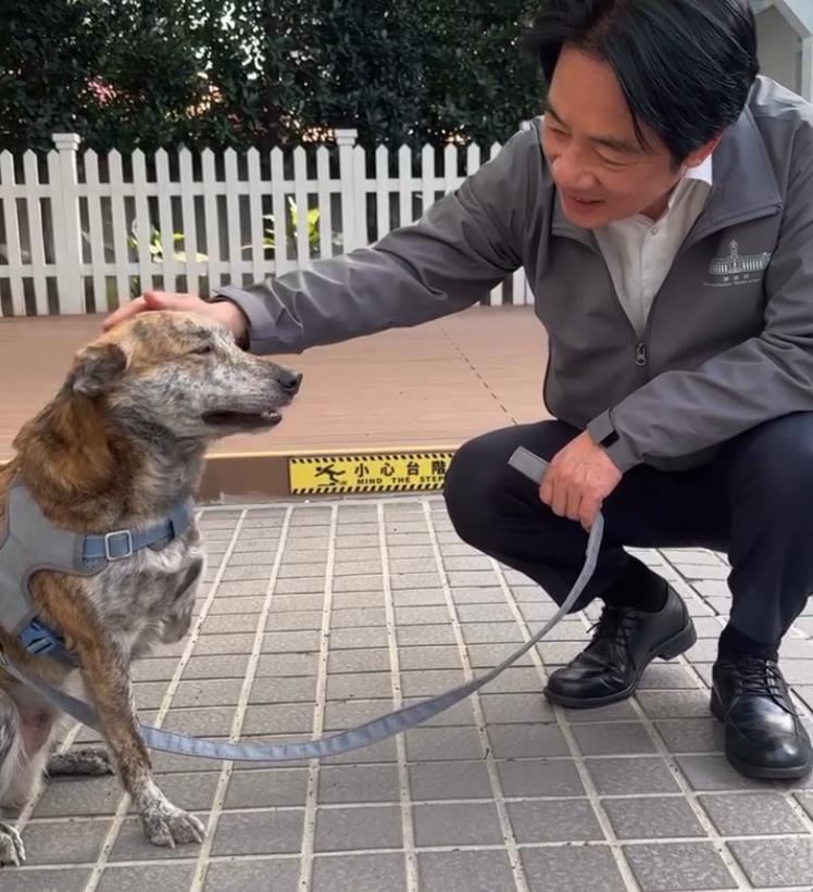 陳佩琪稱柯文哲「賤人賤狗」！吳靜怡嗆「別再消費毛小孩」：讓中間選民更疏離