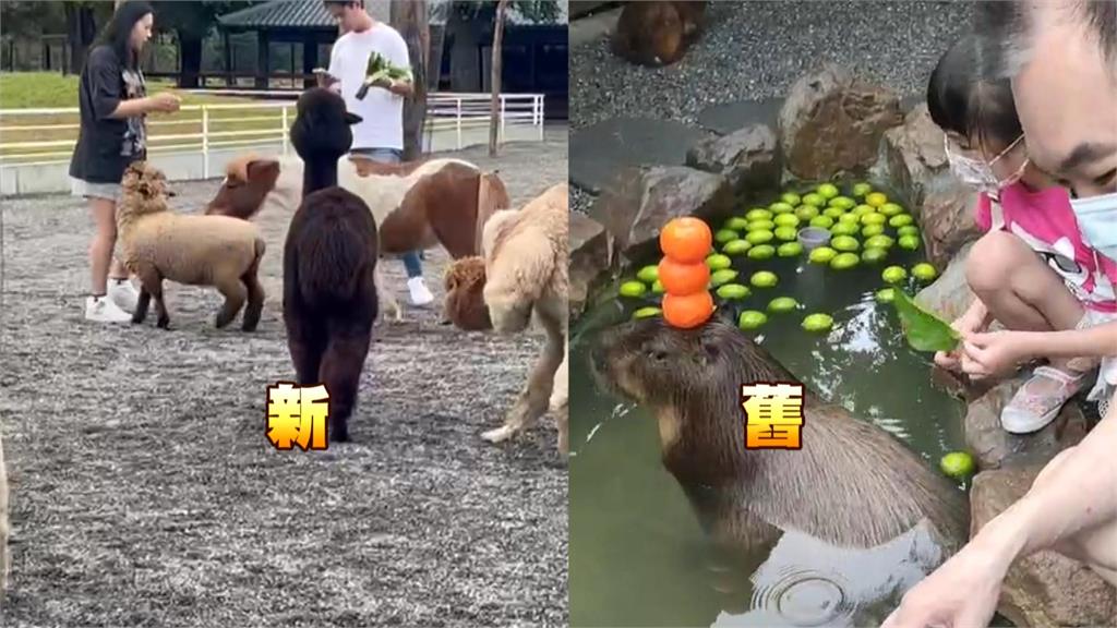 張美阿嬤農場鬧分家！一票遊客遭誤導「動物已搬走」業者兩度公告還原真相