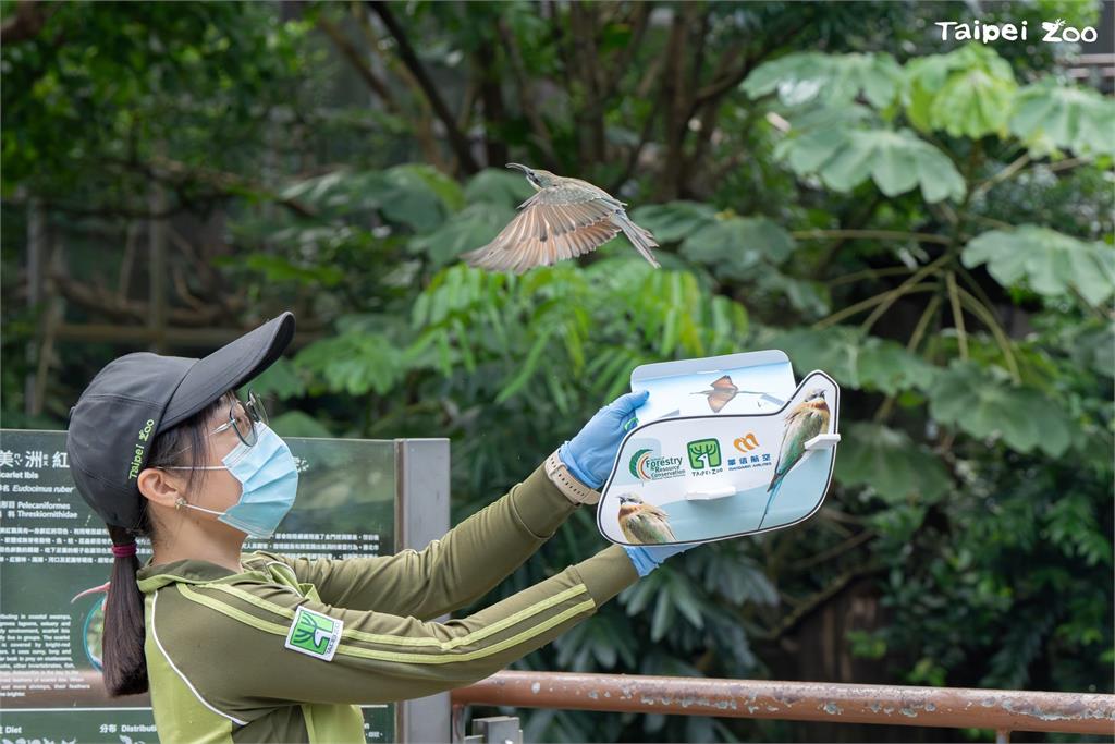 快新聞／「菜鳥」穿山甲館報到！　北市動物園放飛3隻栗喉蜂虎