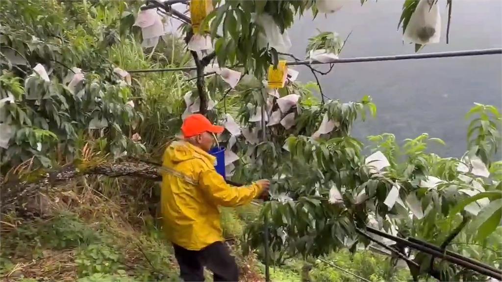 採收期遇颱風！　桃園水蜜桃農急加強防護　向日葵推特惠價