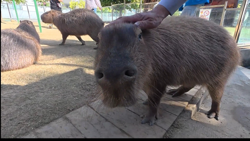 黑羊戰白羊3打1遭控霸凌 動物園澄清:未讓白羊孤立無援