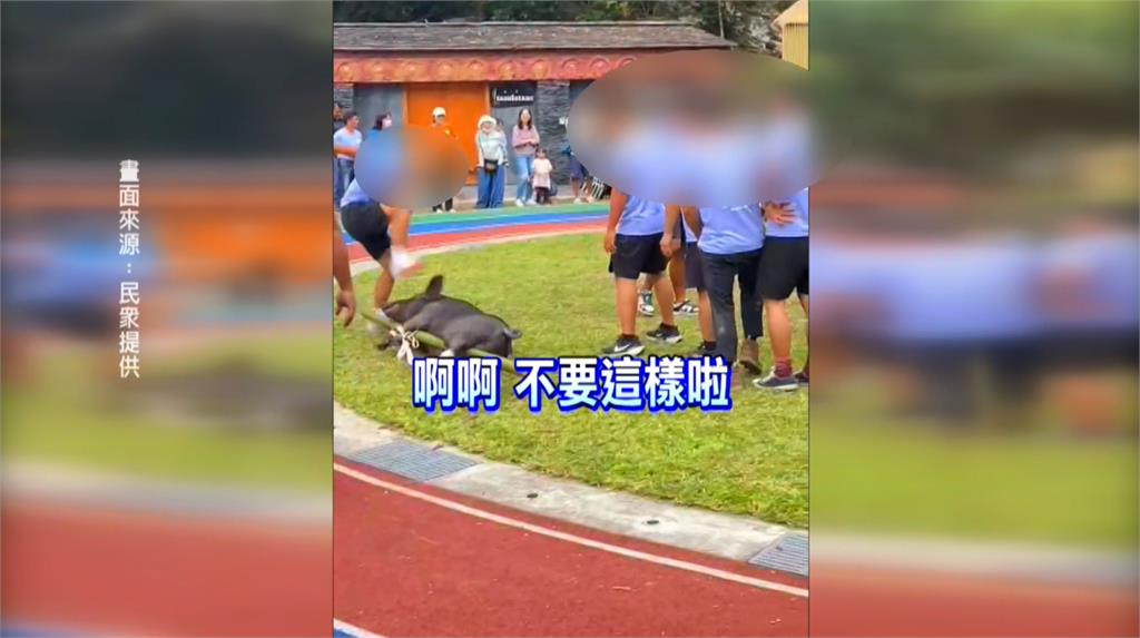 高雄「黑米祭」狩獵活動遭指殘忍 原民會:沒虐待動物
