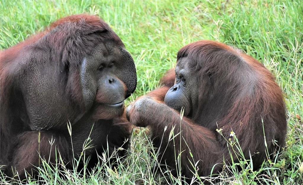 快新聞／曾出演電影！小戴也是牠粉絲　壽山動物園紅毛猩猩「咪咪」離世