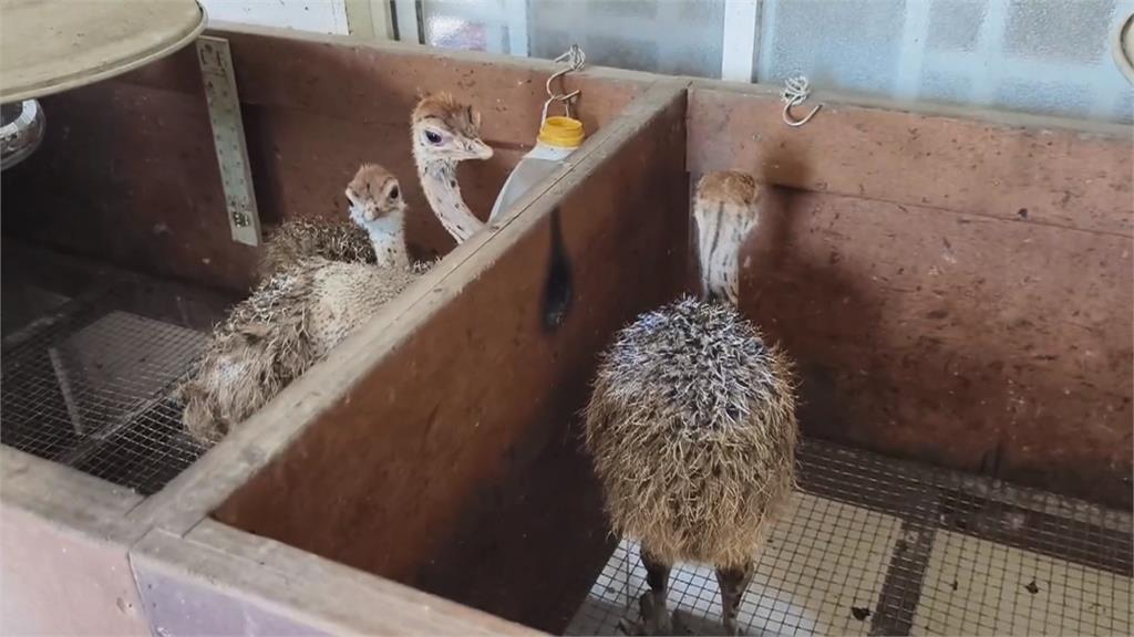 鴕鳥商機旺　鴕鳥蛋一顆5百、鴕鳥農場年賣1百隻雛鳥