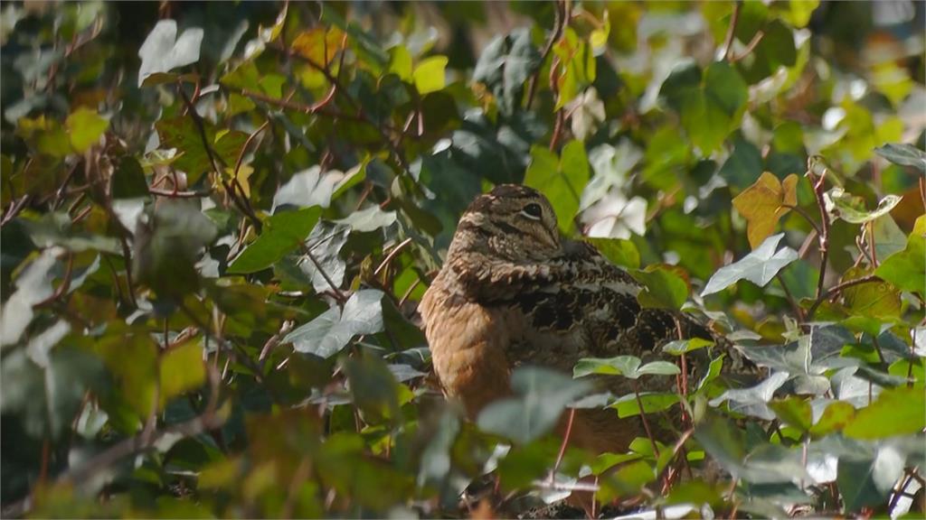 紐約曼哈頓鬧區現「美洲山鷸遷徙」　鳥迷搭整夜火車直擊感動哭了