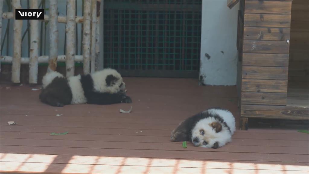 中國什麼都山寨？　「貓熊犬」出沒動物園謎底揭曉了