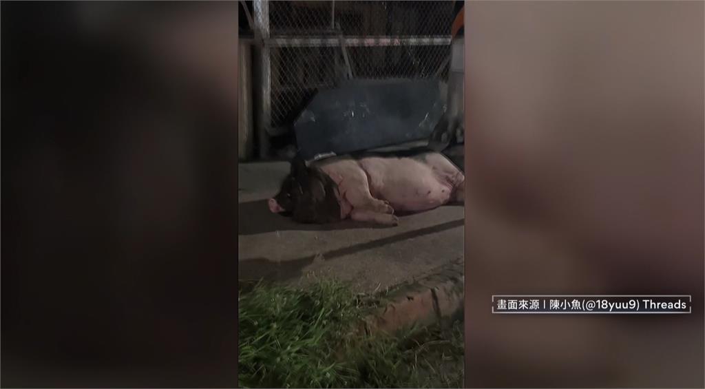 高雄人行道驚見「寵物豬」躺地酣睡 農業局憂染疫到場噴藥消毒