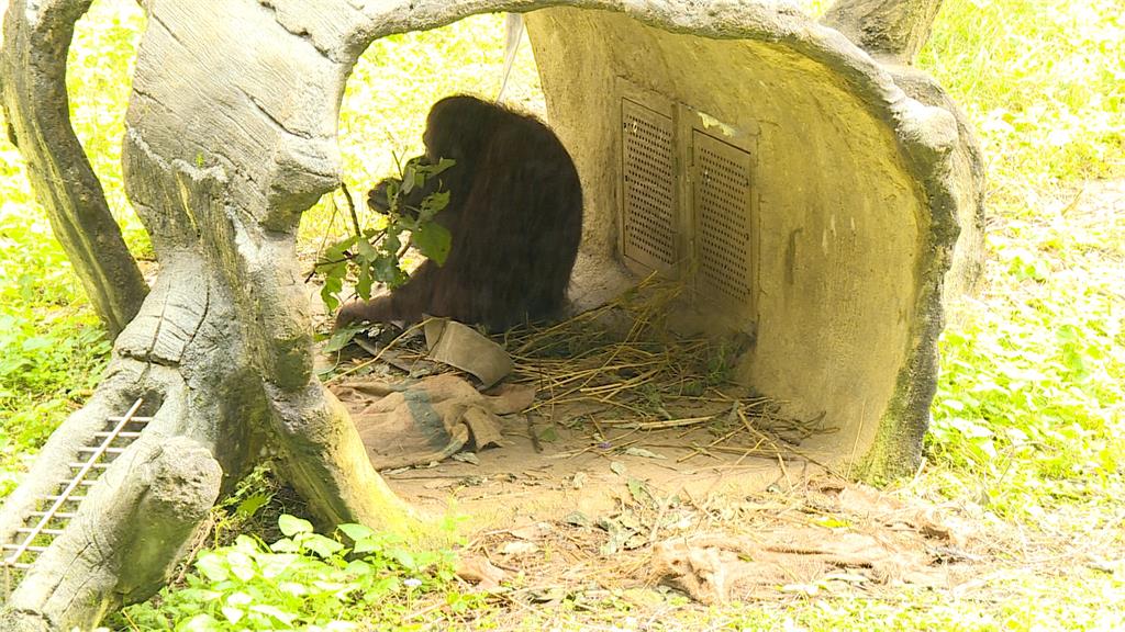 首波寒流到！　人類防寒「添衣」　動物「環境加溫、調飲食」