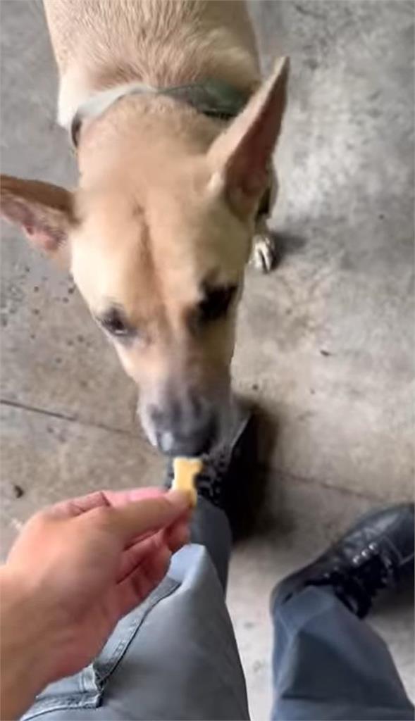 不慎踩到警犬被咬!長官1句下令「要牠消失」基層怒了:你們是人嗎?