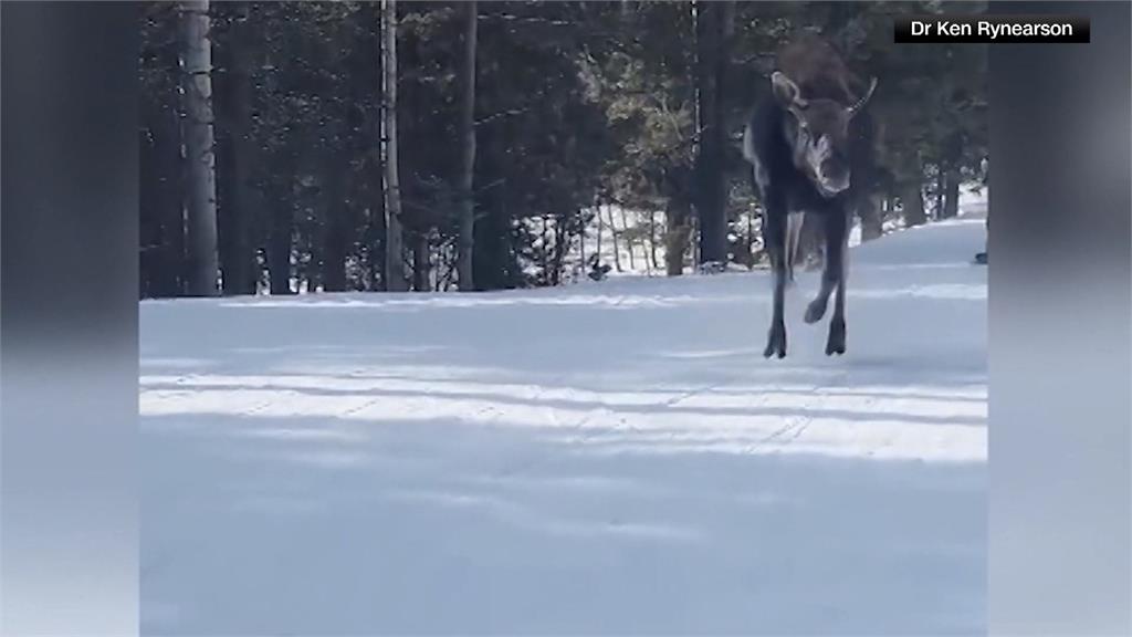 美國滑雪遭野生駝鹿追趕　驚險過程全都錄