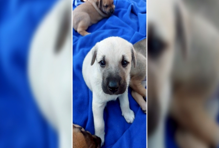 台東米克斯犬"米腸"走失! 送養人開20萬高價急尋