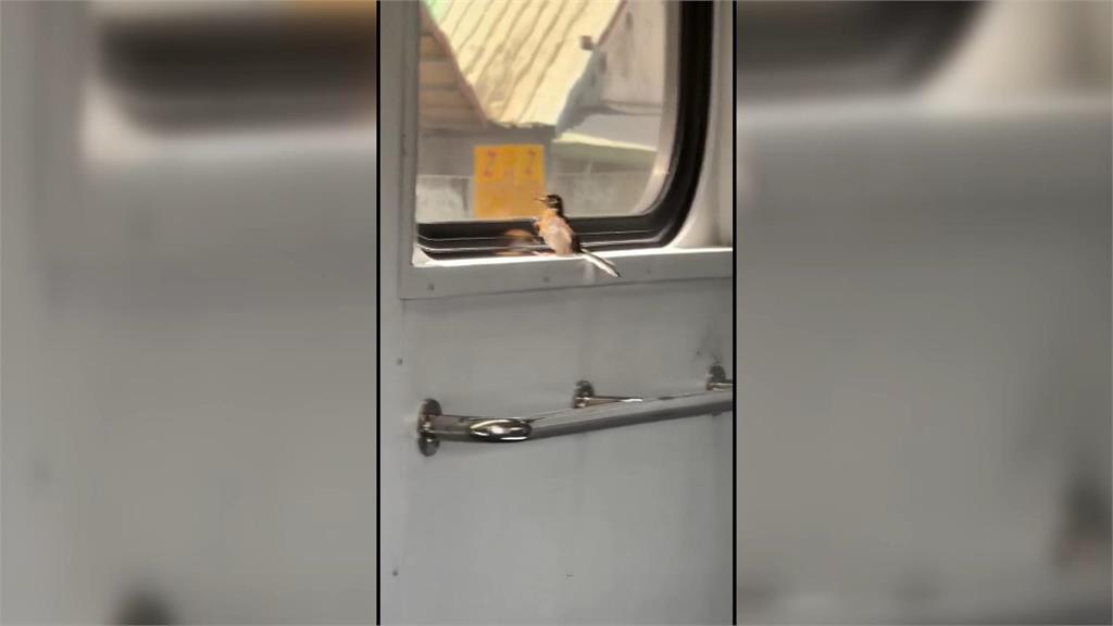 "火車上有鳥！"　婦人緊張連按緊急鈴　車廂內警報狂響　"亂按最高可罰百萬"