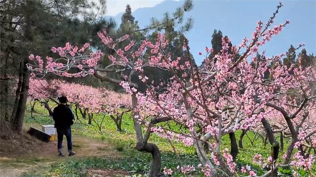福壽山農場春意盎然 桃花、紫藤綻放爭奇鬥艷