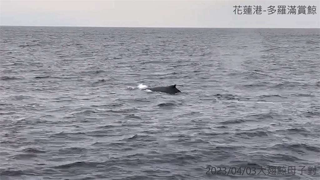 花蓮外海罕見嬌客　大翅鯨母子檔現蹤　演出「噴水秀」眾人驚喜
