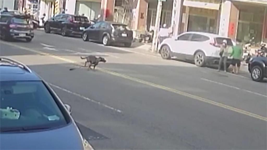 小黑狗跳出車外亂竄 女飼主驚嚇到淒厲慘叫