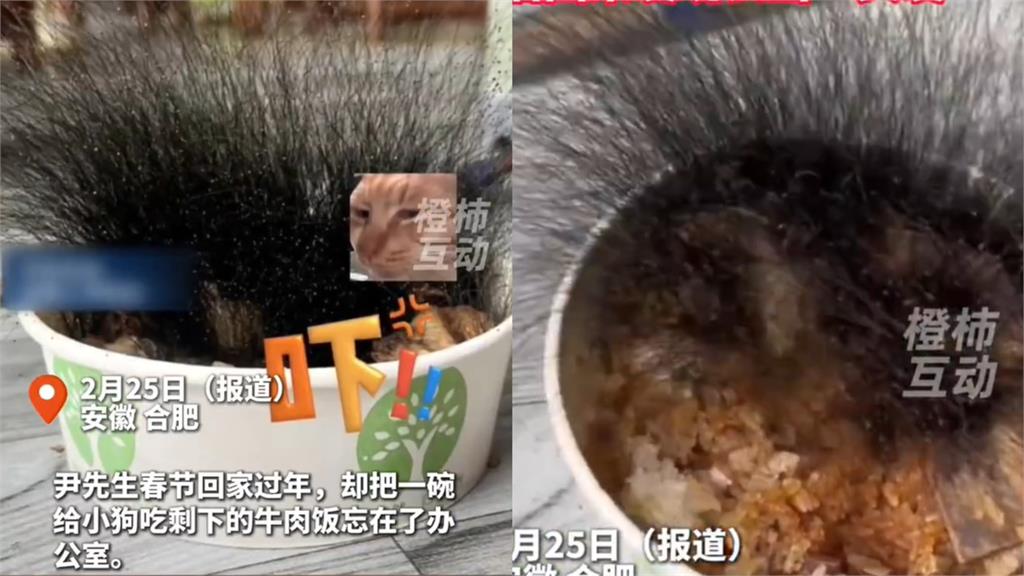連假後回辦公室嚇壞！桌上牛肉飯離奇長出「15公分黑毛叢林」