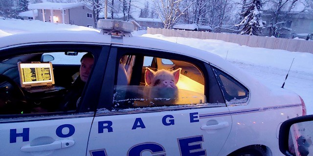 上班驚見「行走冷凍豬肉」狂吃雪！他嚇壞急求援...超萌搭警車畫面曝