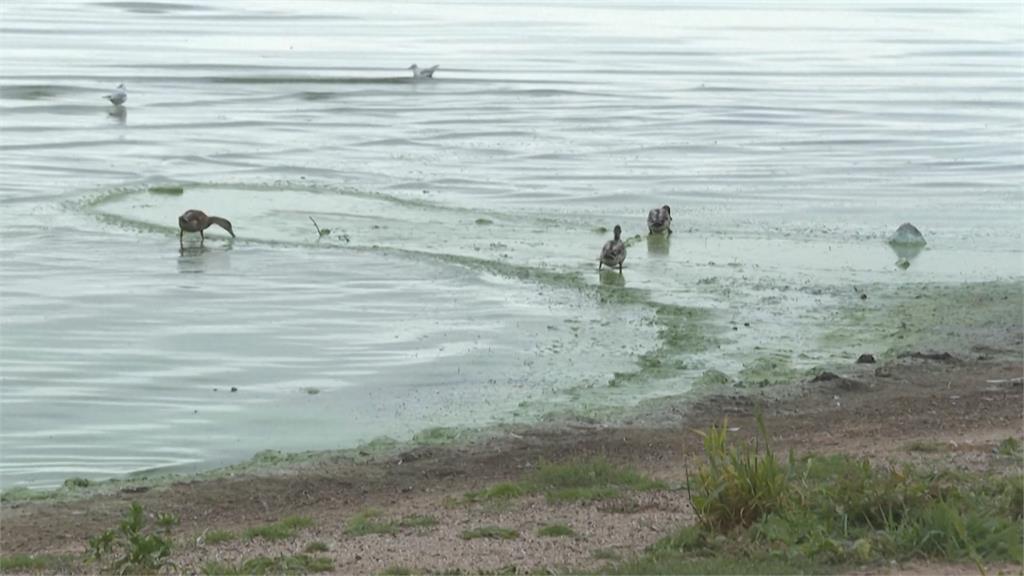 英國最大湖「內伊湖」藻華嚴重　藍綠藻覆蓋湖面飄惡臭