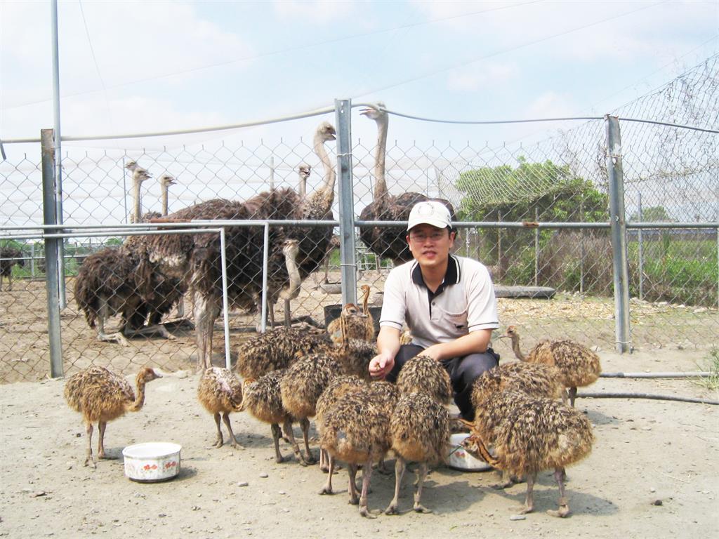 中元節肉品需求升溫!鴕鳥獸醫郭旭英:肉價應回歸市場機制