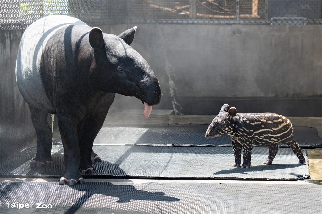 快新聞／台北動物園馬來貘寶寶滿月「名字出爐」！　園方親曝背後寓意