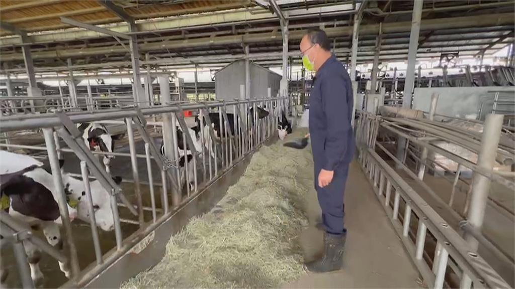 進口飼料漲不停 酪農業盼提高生乳收購價