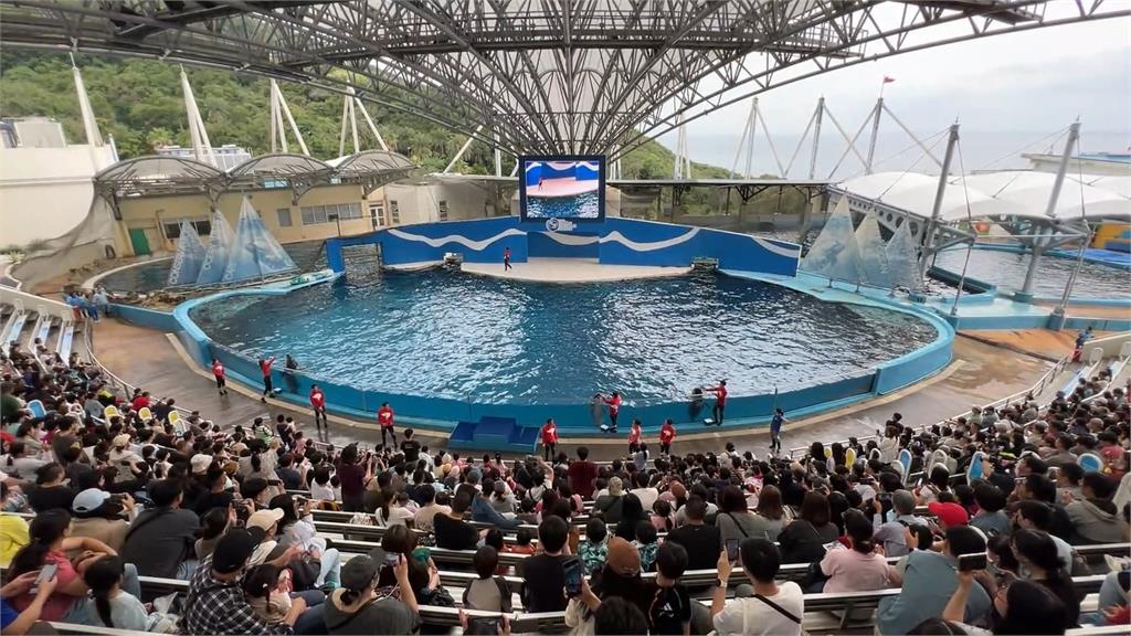 10年海豚秀成回憶！　花蓮海洋公園轉型「海豚守護基地」