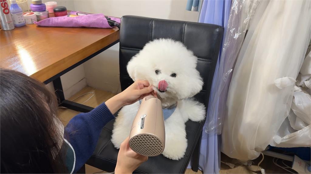 比熊犬兄弟廣告接不完! 生活堪比大明星美美上鏡要先梳妝打扮