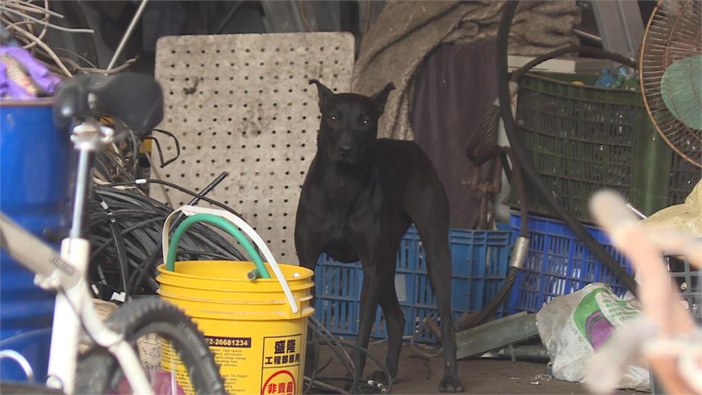 卡古被大狗狂咬大腿留疤　重回現場仍有不少流浪犬