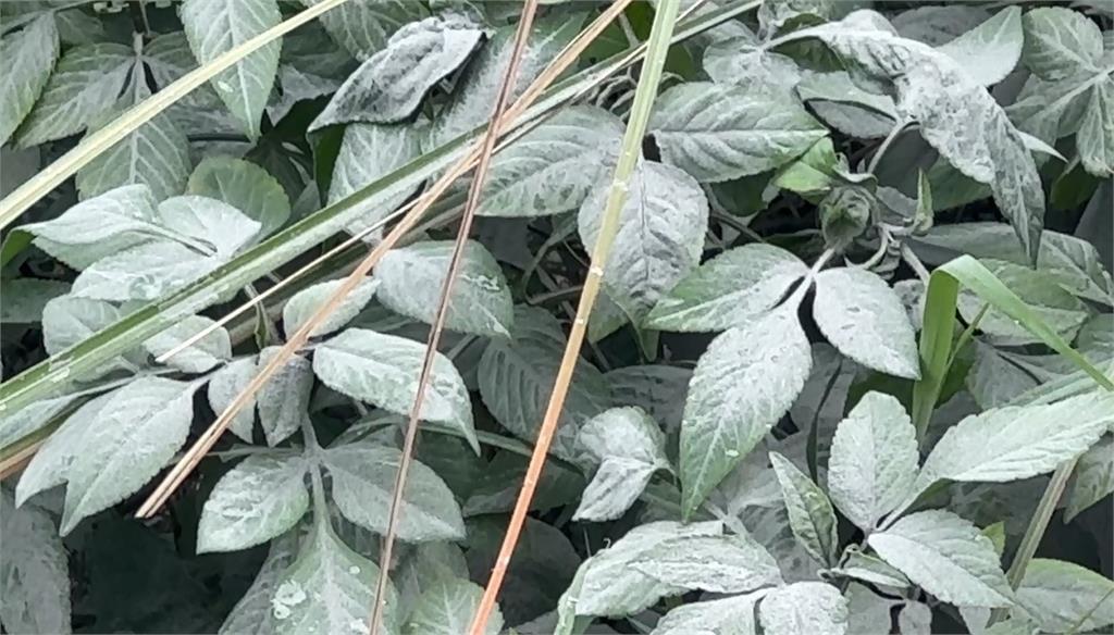 東北季風發威！　花蓮溪出海口風飛沙路都看不清