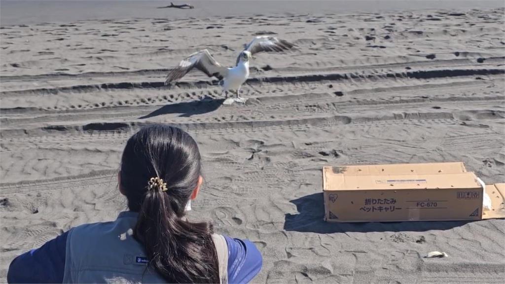 藍臉鰹鳥滿布油污飛不動 宜蘭動植所清洗5次成功野放