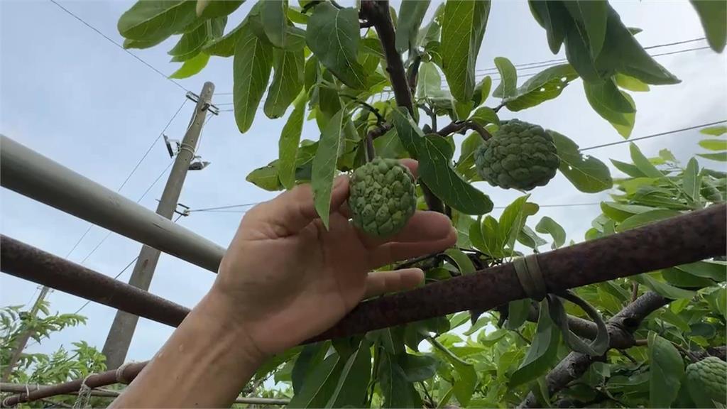 凱米橫掃！全台農損慘重　歸仁釋迦「被摧殘成這樣」