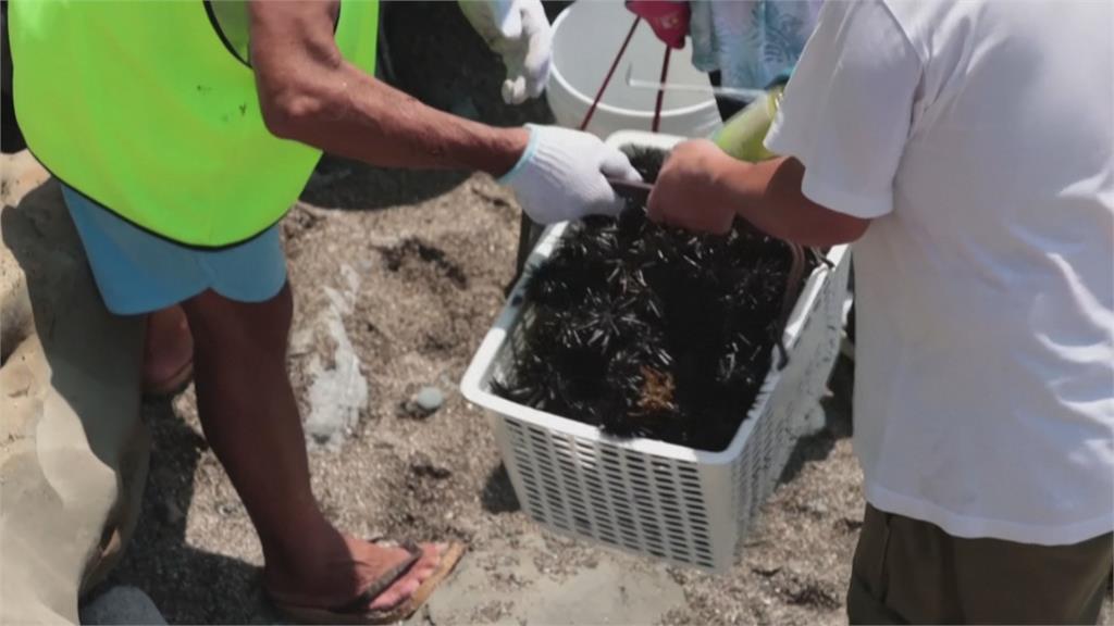 神奈川海邊海膽過多影響生態 研究員撿來繁殖再賣出