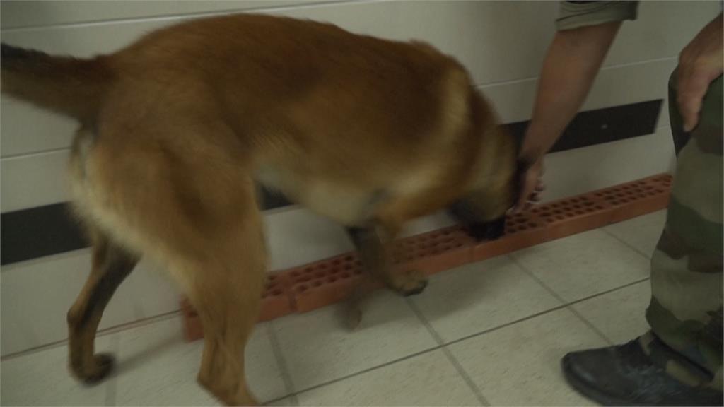 「間諜攝影機」也找得到! 警犬助攻調查現代科技犯罪