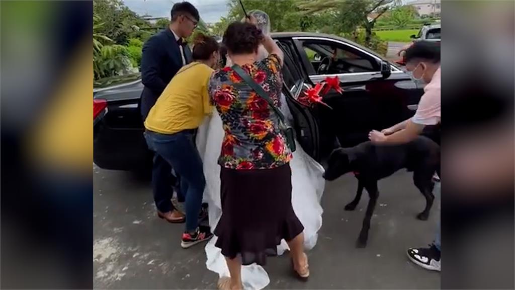 想陪嫁?新娘要出嫁「黑汪」搶上車 拉不下來網笑:小三搶婚啦