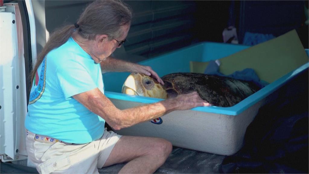線纏脖子奄奄一息　佛州海龜醫院助赤蠵龜重回大海