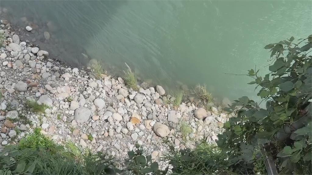 台中大甲溪驚見「野生水豚君」出沒！　民眾搶朝聖呆萌模樣恐撲空