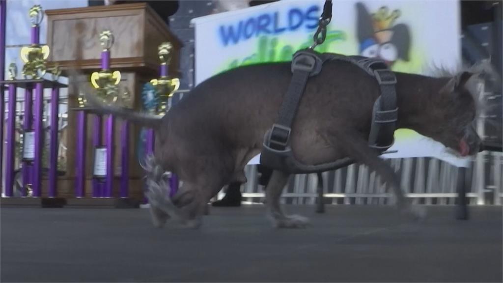 加州「世界最醜狗狗」選拔　中國冠毛犬「速克達」摘冠